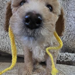 Daisy - Apricot female Goldendoodle puppy in Jourdanton, Texas from More Doodles to Love (Formerly Bridges to Love)
