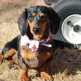 Pearl - Dachshund