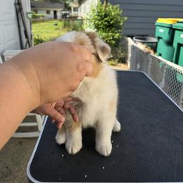 Australian Shepherd Puppies from Starlit Grove Australian Shepherds
