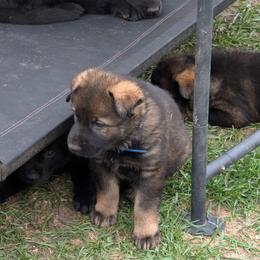 Creed- Blue - Sable male German Shepherd puppy in Motley, Minnesota from Von Thomson Haus