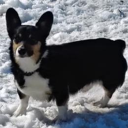 Honey - Black and tan female Pembroke Welsh Corgi puppy in Odessa, Missouri from LOYAL T K9's CORGIS