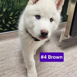 4 (brown) - White female Siberian Husky puppy in Dane, Wisconsin from Sunny Hurricane Siberians