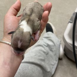 Tom too - Merle male Chihuahua puppy in Westport, New York from Chantilly chihuahuas