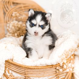 Pomsky Puppies from Southpaw Pomskies