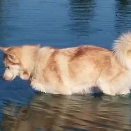 Siberian Huskies from Shawn Oberhouse's Huskies