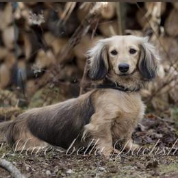 Fia - Dachshund