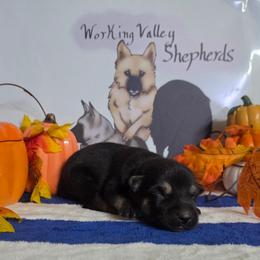 Light Blue Collar - Black and silver male German Shepherd puppy in Cadet, Missouri from Working Valley Shepherds