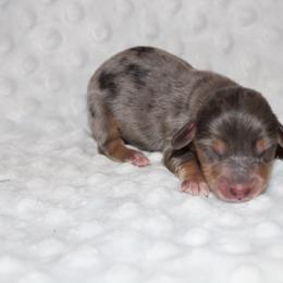 Jacie's boy - Dapple male Dachshund puppy in Paris, Texas from Kuttin’ Up Mini Aussies