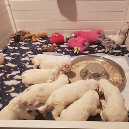 Clumber Spaniel and Irish Red and White Setter Puppies from NyaStar & Chequamegon