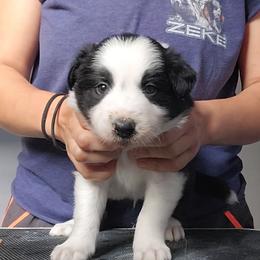 Relic - Black and white male Border Collie puppy in Ocala, Florida from Oddity Kennels