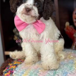Cavapoo, Maltipoo, and Poodle Puppies from McCraws N Paws