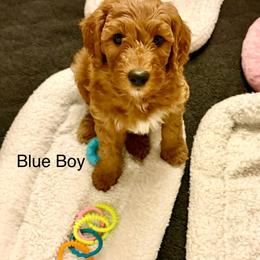 Blue Boy - Red  male Goldendoodle puppy in Greensfork, Indiana from Fishermen’s Doodles