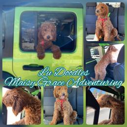 Goldendoodle Puppies from Lu Doodles