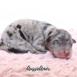 Bi Female 2 - Blue merle female Miniature Australian Shepherd puppy in Pinehurst, Texas from Aussie Amor
