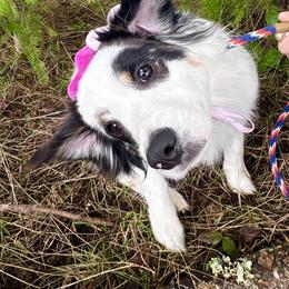 Gandalf - Blue merle male Miniature American Shepherd puppy in Olympia, Washington from Shamayim Shepherds
