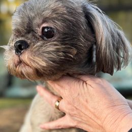 Rocco - Shih Tzu