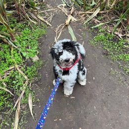 Bernedoodle and Goldendoodle Puppies from A.N.A. Doodles