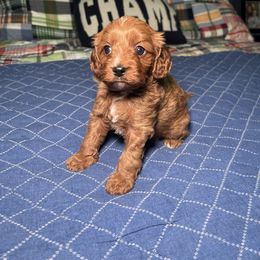 Angel - Red female Cavapoo puppy in Madera, California from Cali Cavaliers