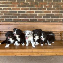 Border Collie Puppies from SoCal/Promise Land Border Collies