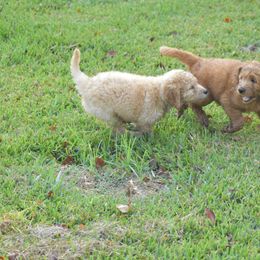 Bernedoodle, Goldendoodle, and Poodle Puppies from Four Willows Farm