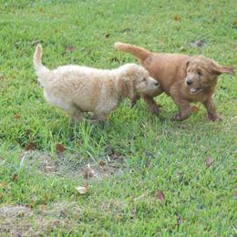 Bernedoodle, Goldendoodle, and Poodle Puppies from Four Willows Farm