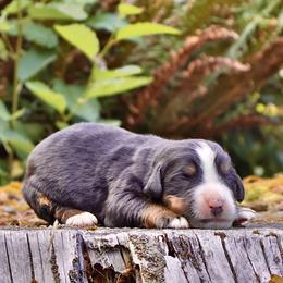 Batman (Green Collar) - Black rust and white male Bernese Mountain Dog puppy in Stanwood, Washington from Butter Cup Pups and Paws