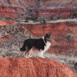 Collies from Cozbek Collies