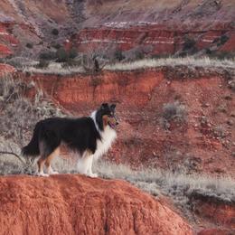 Collies from Cozbek Collies