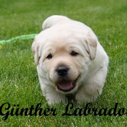 Labrador Retriever Puppies from Günther Labradors