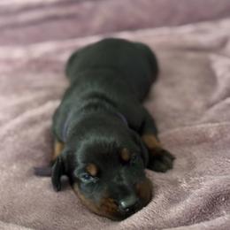 Girl 7 - Black and rust female Doberman Pinscher puppy in Lake City, Florida from Paintedcrazy Doberman Pinchers