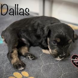 1 Dallas - Black and tan male Schnoodle puppy in Saint Augustine, Florida from Gunnie Luv, LLC