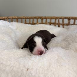 Red Tri Male 1 - Red tri male Miniature Australian Shepherd puppy in Stuart, Virginia from Apple Tree Mini Aussies