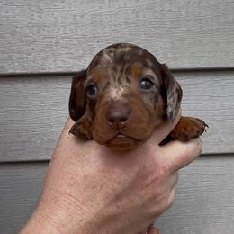 Dark green collar dapple - Chocolate and tan male Dachshund puppy in Ocala, Florida from Dalmar Floridachs