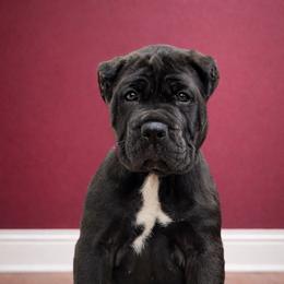 Molosser (Bully x) Puppies from Monumental Mastiffs