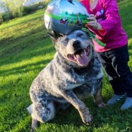 Australian Cattle Dog All Grown Up from Devon’s ACDs