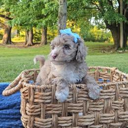Honey - Chocolate merle female Bernedoodle puppy in Russell Springs, Kentucky from 270 Doodles