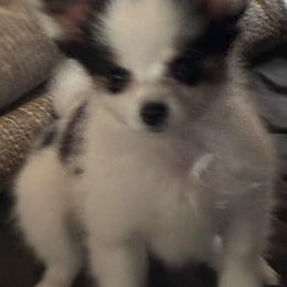 Rita - White black and tan female Papillon puppy in Meggett, South Carolina from Double D farm featuring Nova papillons