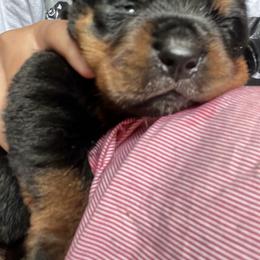 Rottweiler Puppies from Vonbart Rottweilers