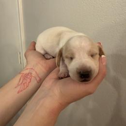 Girl 2 - Piebald female Dachshund puppy in Phoenix/Chandler, Arizona from Jennifer's Guardian Doxies