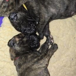 Doberman Pinscher and Great Dane Puppies from Draggin Dobermans & Great Danes