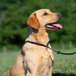 Belle - Labrador Retriever