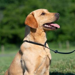 Belle - Labrador Retriever