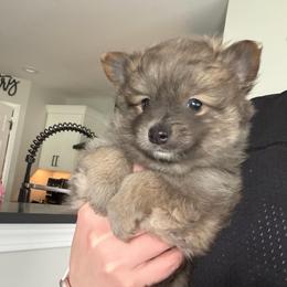 Boy1 - Wolf sable male Pomeranian puppy in Cheektowaga, New York from Buffalo Pomeranians 716