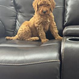 Black - Red  male Goldendoodle puppy in Lancaster, Kentucky from Dream Paws Puppies, LLC