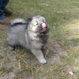 Keeshond Puppies from Hocking Hills Keeshonds