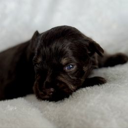 Boy 1 - Liver male Miniature Schnauzer puppy in Independence, Missouri from Crown Schnauzers KC