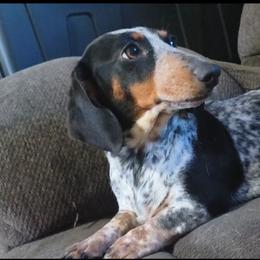 Captain - Dachshund