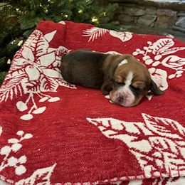 Basset Hound Puppies from Oklahoma Limestone Hounds