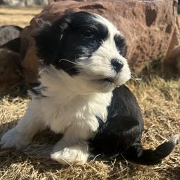 Greyson Black and White MALE - Black and white male Havanese puppy in Monahans, Texas from Homeward Havanese, LLC