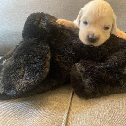 Ms Black - 16 days old - Golden Retriever puppy from Golden State Goldens